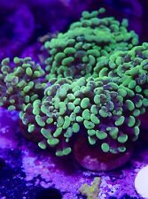 leather coral marine for sale  BARNOLDSWICK