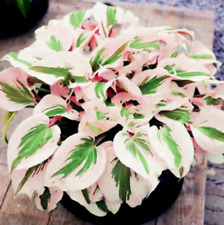 Flores de jardim perenes 100 sementes de plantas de hosta branca rosa Hosta plantaginea  comprar usado  Enviando para Brazil