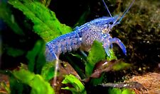 lobster blue electric for sale  Canandaigua