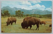 Animal buffalo bison for sale  Newton