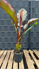 Musa ensete ventricosum gebraucht kaufen  Springe