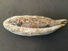 Fossil fish rhacolepis for sale  Raleigh