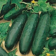 Cucumber marketmore plug for sale  SPILSBY