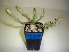 989 euphorbia squarrosa for sale  El Cajon