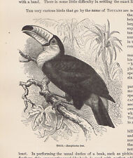 Toco, Tucano, ramphastus Toco -- 1885 página de História Natural comprar usado  Enviando para Brazil