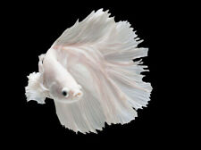 Stunning veiltail white for sale  LONDON