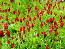 Crimson clover seeds for sale  WALLASEY