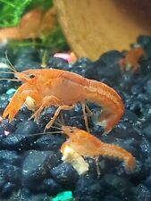Mexican dwarf crayfish for sale  Uniontown