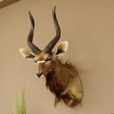 Nyala antilope kopf gebraucht kaufen  Nagel