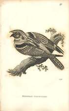Usado, Prato de pássaro gravado sugador de cabra 1817 - Shaw comprar usado  Enviando para Brazil