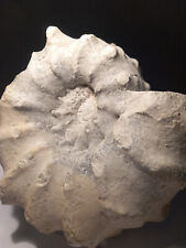 Ammonite acanthoceras cenomani d'occasion  Hommarting