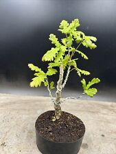 bonsai oak for sale  BROUGH