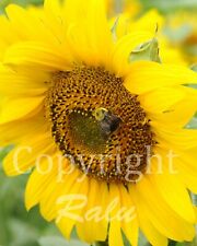 Bee sunflower 11x14 for sale  Bradenton