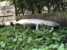 White peacock hatching for sale  BOSTON