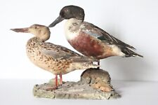Taxidermy-hunting-chasse-präparat- Northern Shoveler (M/F) with permit for sale  Shipping to South Africa