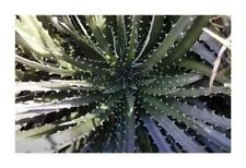 Used, 10x Dyckia Encholirioides Bromelioides Garden Plants - Seeds ID552 for sale  Shipping to South Africa
