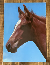 Saddlebred colt young for sale  Gilbert