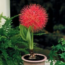 Scadoxus multiflorus flower for sale  BURY