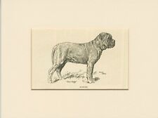 Mastiff antique 1912 for sale  COLEFORD