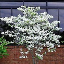 Flowering dogwood tree for sale  Russell