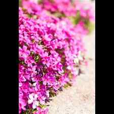 Phlox douglasii red gebraucht kaufen  Deutschland