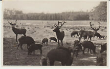 Moritzburg wildwiese 1931 gebraucht kaufen  Cuxhaven