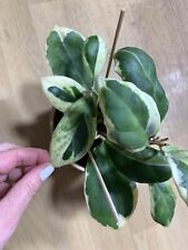 Hoya incrassata variegata gebraucht kaufen  Coswig