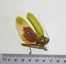 Orthoptera VELLEA CRUENTA*****male Nr. 6  ***** BRASIL,(not pinned,not mounted) for sale  Shipping to South Africa