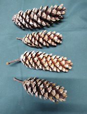 large pine cones for sale  WOLVERHAMPTON