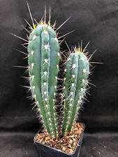 Stetsonia coryne cactus usato  Massafra