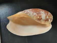 Conchiglia shell voluta usato  Piombino