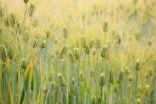 SEMILLAS DE CEBADA HORDEUM VULGARE SEMILLA DE GRANO segunda mano  Embacar hacia Mexico