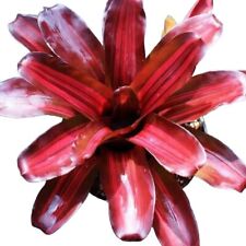 Bromeliad Neoregelia Zoe for sale  Shipping to South Africa