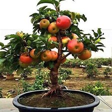 25 Dwarf Bonsai Apple Tree Seeds Grow Exotic Indoor Fruit Bonsai for sale  Russell