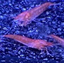 100 Opae Ula | Halocaridina rubra | Camarón rojo volcán segunda mano  Embacar hacia Mexico