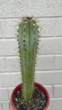 Pilosocereus Sp. for sale  Shipping to South Africa