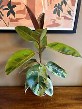 Ficus moonshine shivereana for sale  HEREFORD