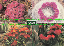 L253293 Cacti. Opuntia Verschaffeltii. Holly Gate. Beric Tempest. Multi View for sale  Shipping to South Africa