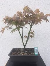 Acer palmatum brown gebraucht kaufen  Zuchering,-Unsernherrn