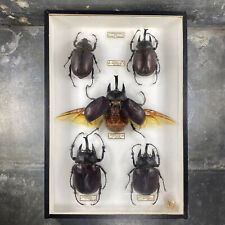 Box Entomological Of Beetles Of Guyana French, Megasoma Actaeon for sale  Shipping to South Africa