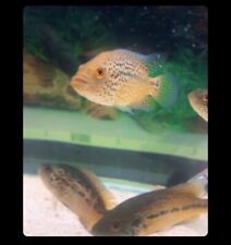 Triple parachromis hybrid d'occasion  Expédié en Belgium