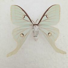 Actias luna moon for sale  SLEAFORD