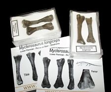 Permian mycterosaurus pelycosa for sale  WAKEFIELD