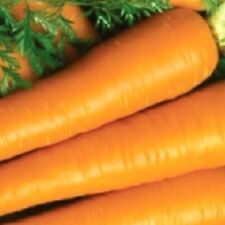 Imperator carrot seeds for sale  Minneapolis