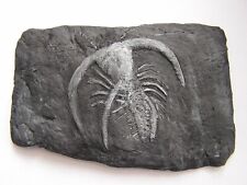 Fossils replica cambrian for sale  SWINDON