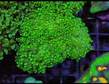 Green octospawn single for sale  CLACTON-ON-SEA