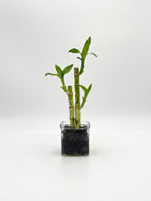 Lucky bamboo plant for sale  LONDON