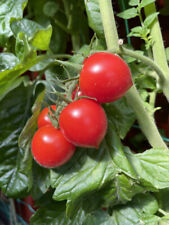 Ruthje rote herztomate gebraucht kaufen  Bayreuth