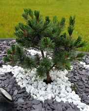 Pinus parviflora negishi gebraucht kaufen  Eslohe