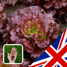 Lettuce magenta organic for sale  CHELMSFORD